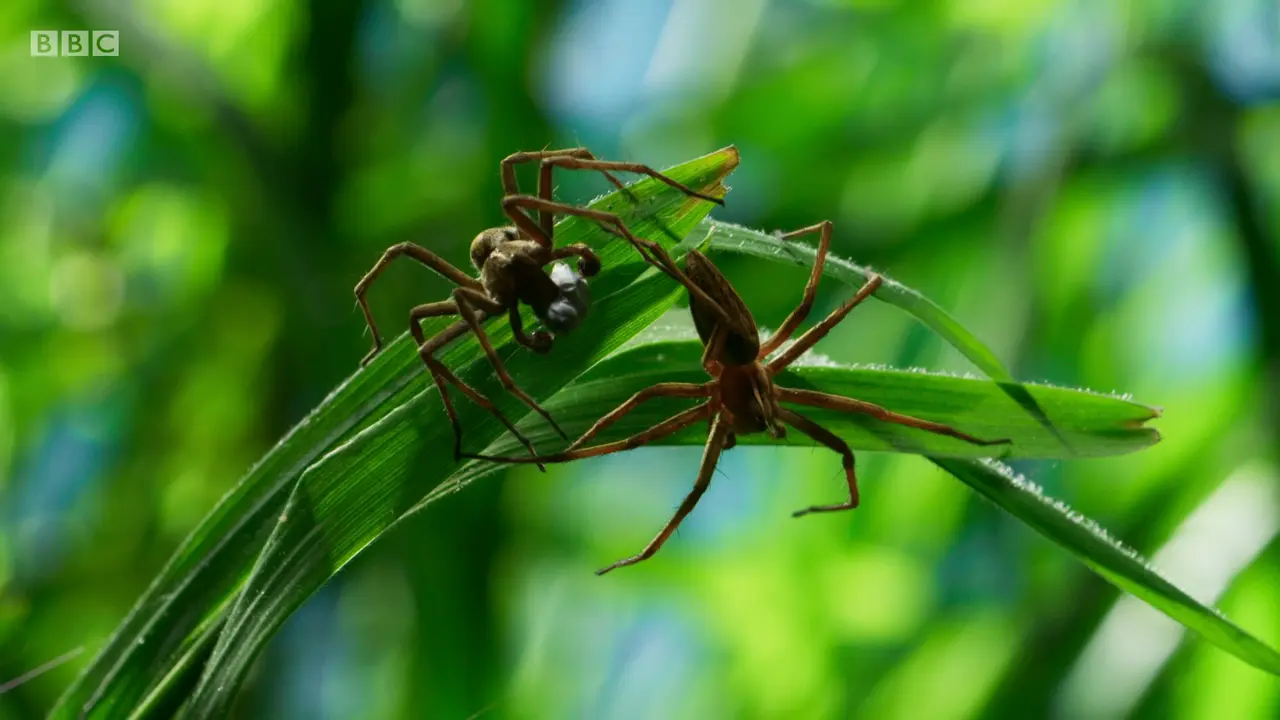 Nursery web spider (Pisaura mirabilis) as shown in The Mating Game - Grasslands: In Plain Sight